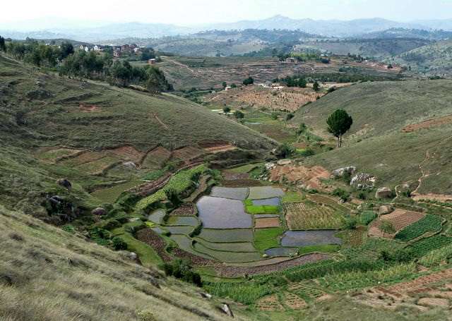 rizières