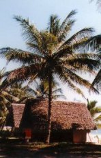Photos Mananara