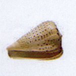 conus betulinus
