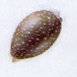 lyncina camelopardalis