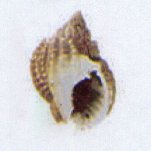 nassarius variegatus