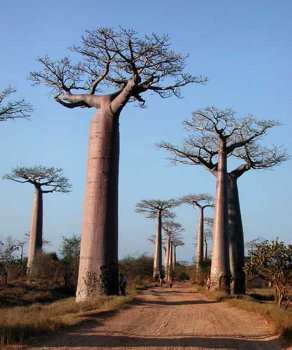 morondava allée aux Baobabs  saison sèche