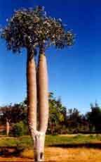 Tulear Anakao baobab
